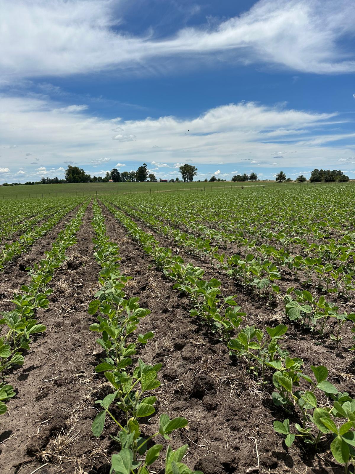 Raciones y Alimentación